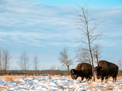 Bachelor Bison Group