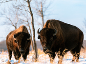 Bachelor Bison Group