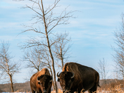 Bachelor Bison Group