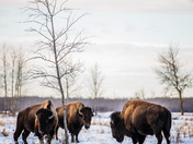 Bachelor Bison Group