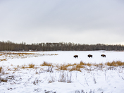 Cloudy Day with the Herd