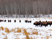 Cloudy Day with the Herd