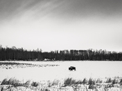 Cloudy Day with the Herd