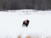 Bison in the Front, Elk in the Back