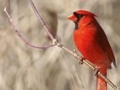 Cardinal