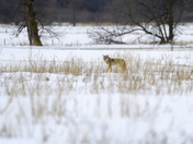 Coyote