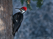 Pileated Woodpecker 