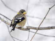 Female Evening Grosbeak