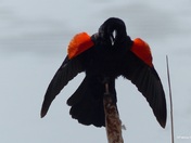 Red-winged Blackbird