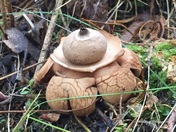 Collared Earth Star Fungus