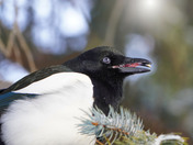 magpie