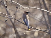 Cedar wax wing