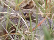 Wandering Western Terrestrial Garter Snake