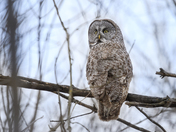 Great Grey