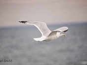 Ridding the wind currents