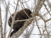 Porcupine