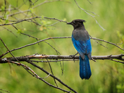 Stellar Jay