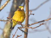 Bird on Ice