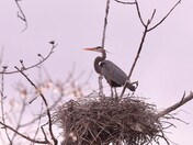 The Blue Herron Rookery