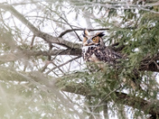 Great Horned Owl