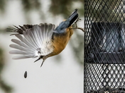 Red Breasted Nuthatch.