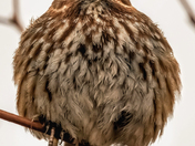 Serious Song Sparrow