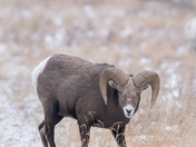 Big Horn Sheep 