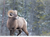 Sheep in The Mountains