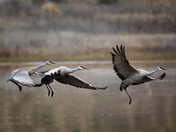 Sandhill Cranes on Lift-off
