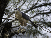 Cooper's Hawk