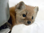 Pine Marten