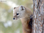 Pine Marten
