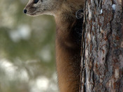 Pine Marten