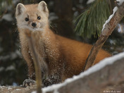 Pine Marten