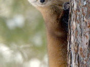 Pine Marten