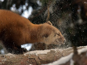 Pine Marten