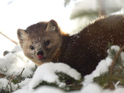 Pine Marten