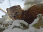 Pine Marten
