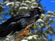 Common Raven 