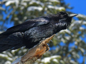 Common Raven 