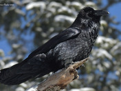 Common Raven 