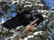 Common Raven 