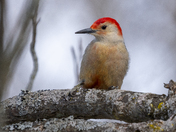 Red Bellied Woodpecker