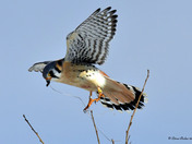 American Kestrel