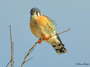 American Kestrel