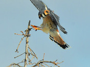 American Kestrel