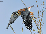 American Kestrel