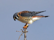 American Kestrel