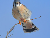 American Kestrel