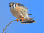 American Kestrel